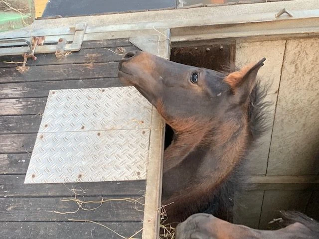 photo - DS Equine Service
