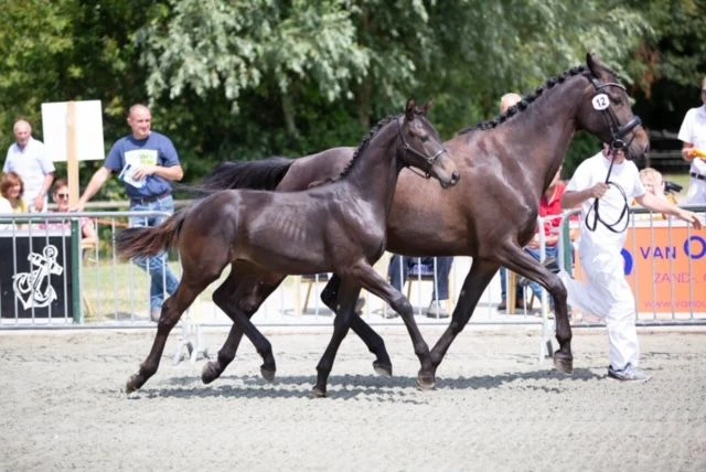 photo - DS Equine Service