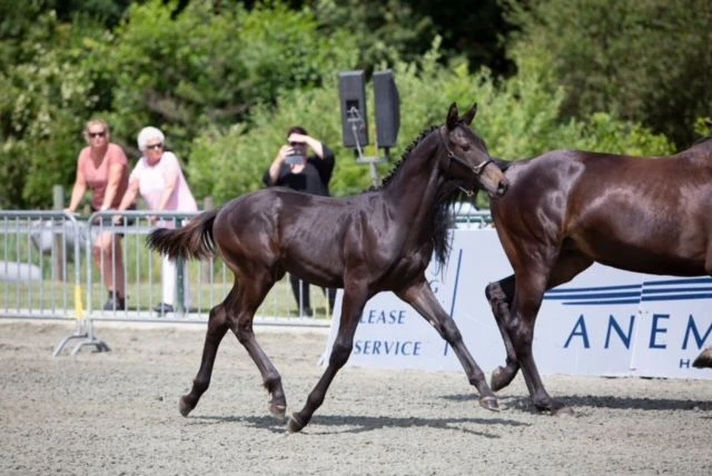 photo - DS Equine Service