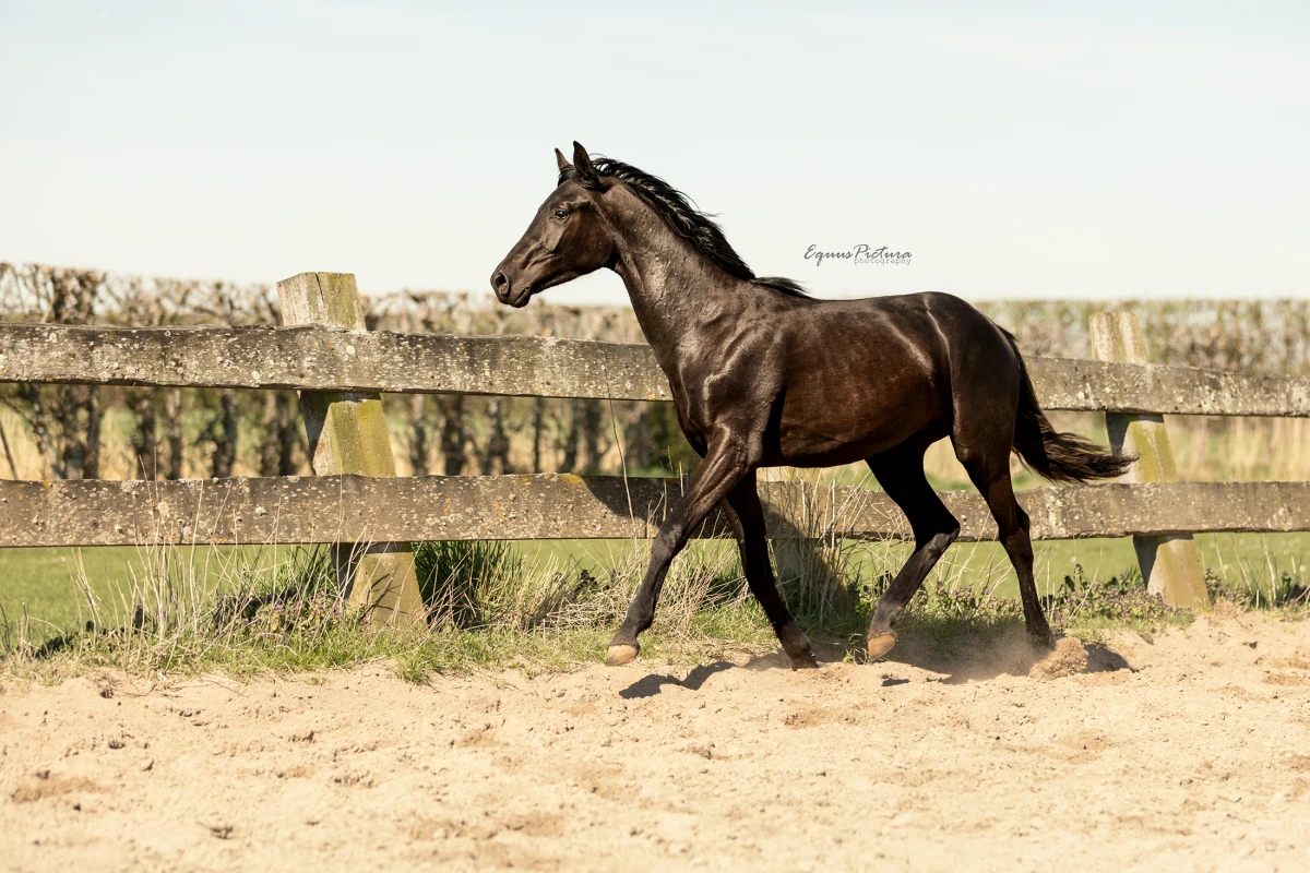 photo - DS Equine Service