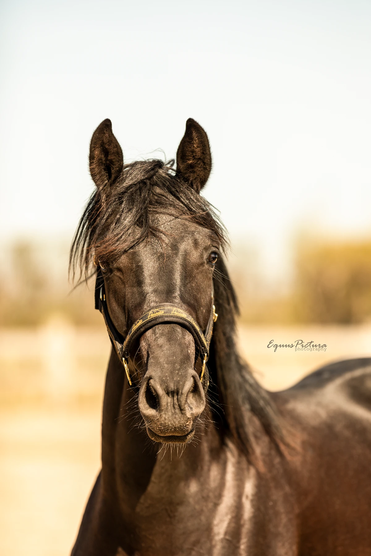photo - DS Equine Service