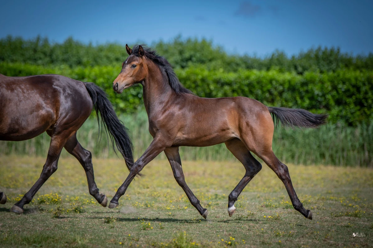 photo - DS Equine Service