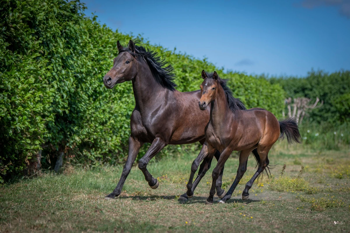 photo - DS Equine Service