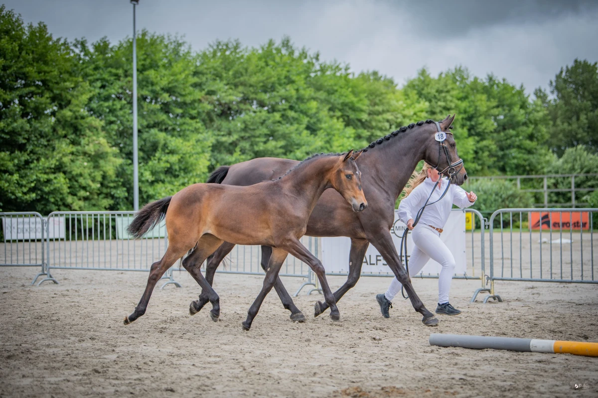 photo - DS Equine Service