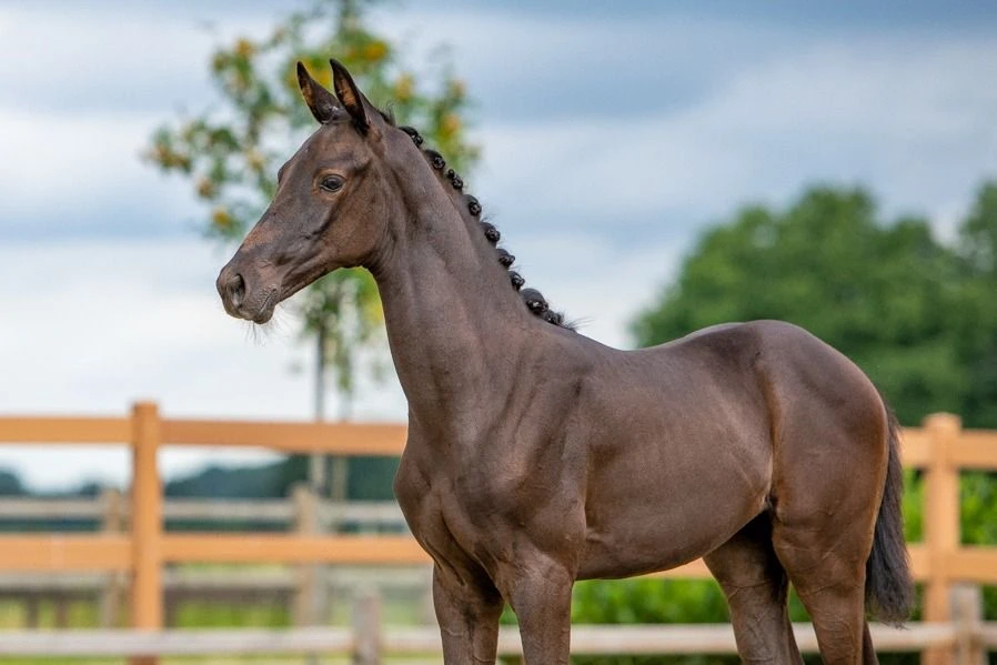 photo - DS Equine Service