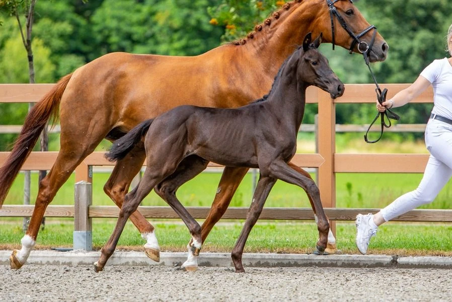 photo - DS Equine Service