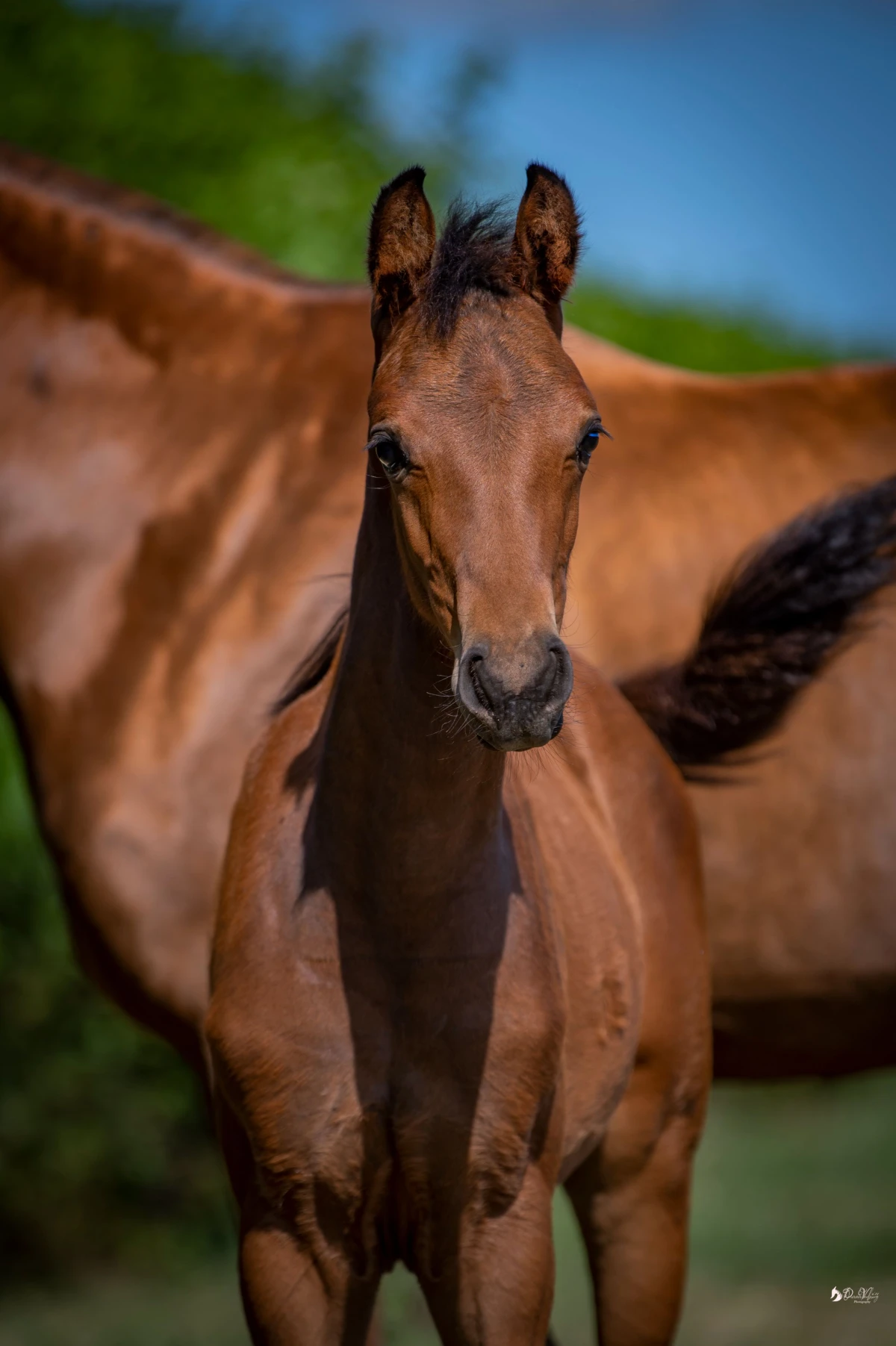 photo - DS Equine Service