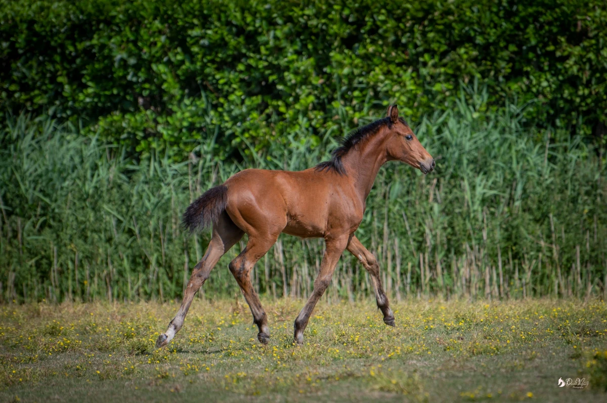 photo - DS Equine Service