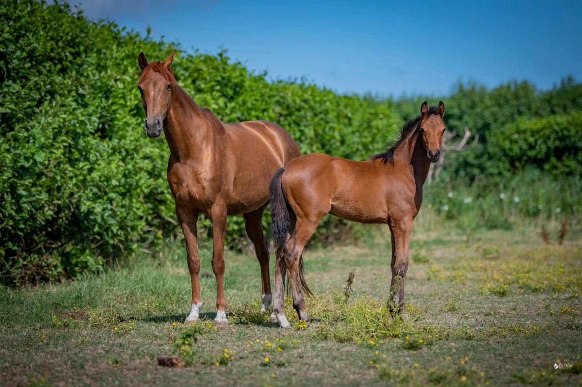 photo - DS Equine Service