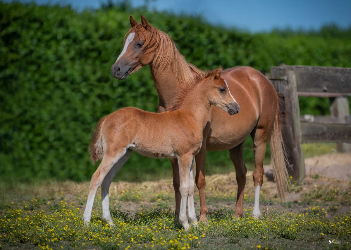 photo - DS Equine Service