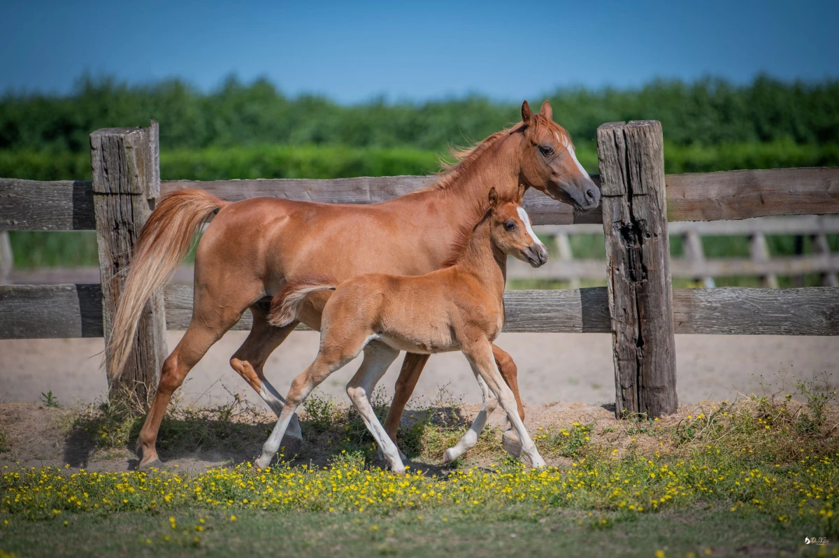 photo - DS Equine Service