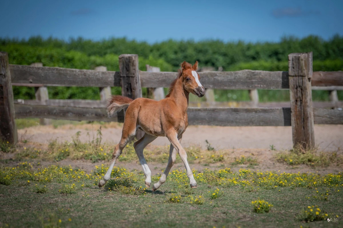 photo - DS Equine Service
