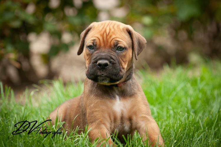 photo - DS Equine Service