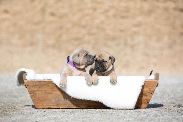 photo - DS Equine Service