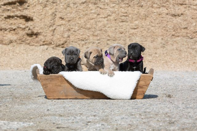 photo - DS Equine Service