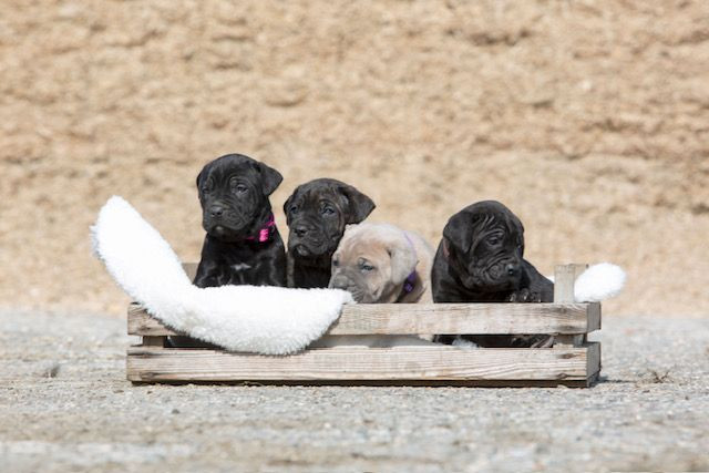 photo - DS Equine Service