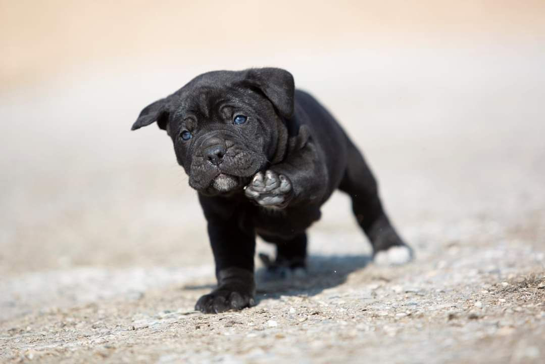 photo - DS Equine Service