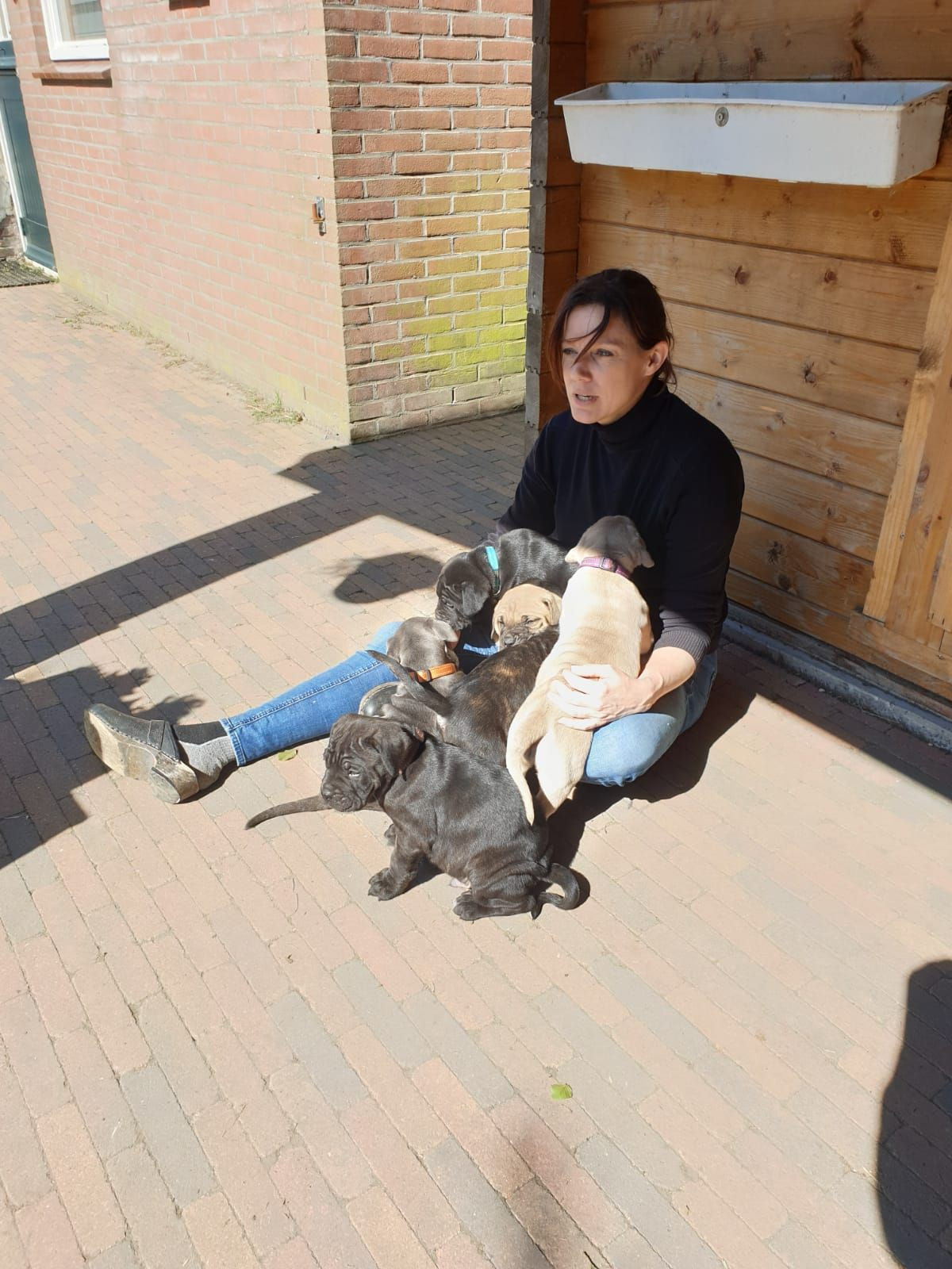 photo - DS Equine Service