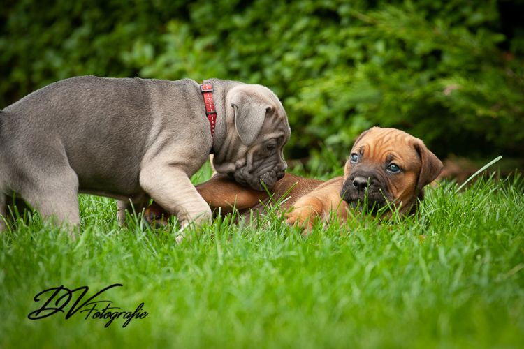 photo - DS Equine Service