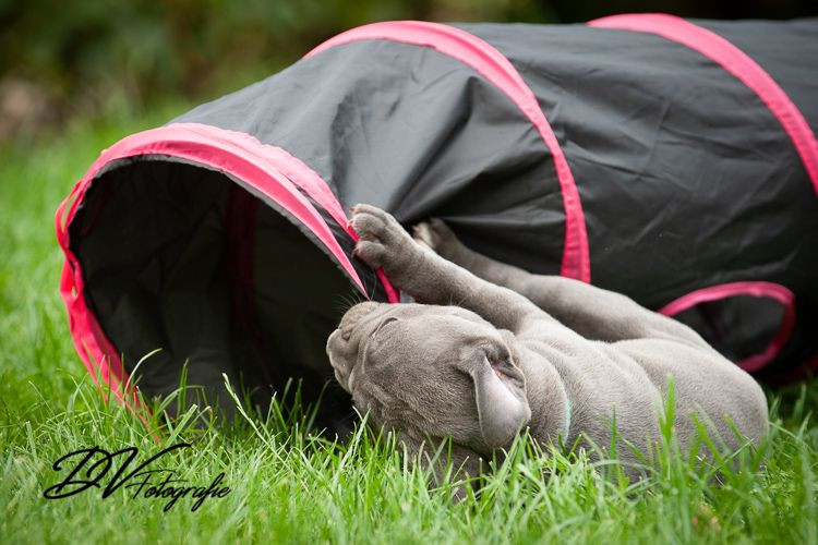 photo - DS Equine Service