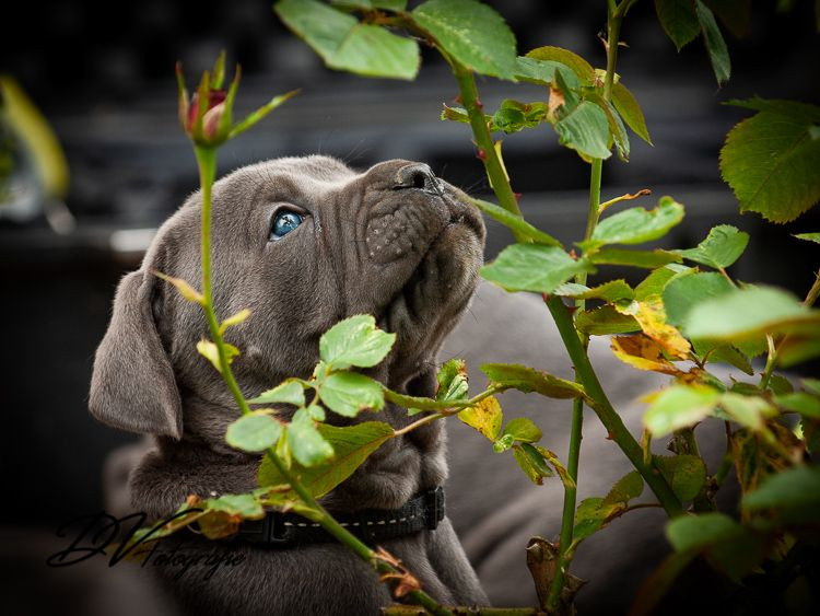 photo - DS Equine Service